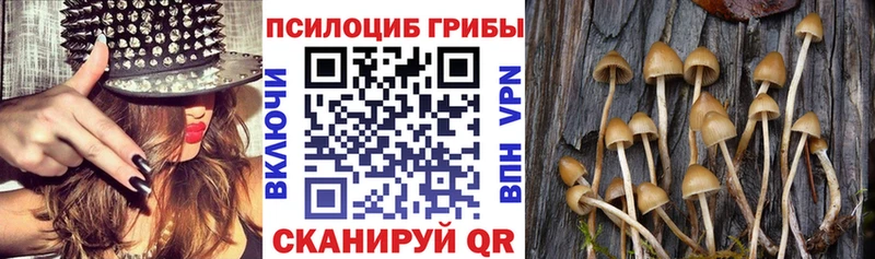 blacksprut как войти  Кемь  Псилоцибиновые грибы Cubensis 